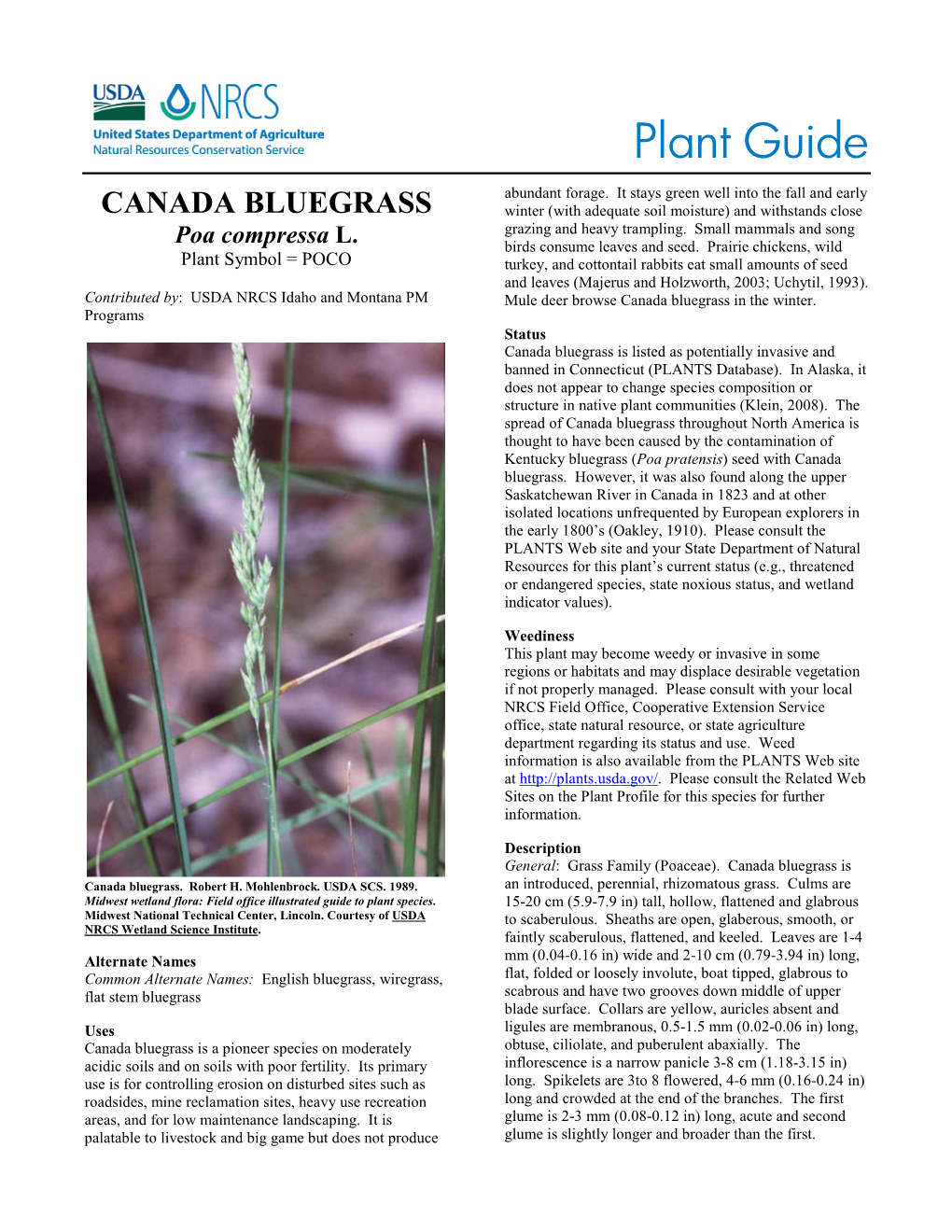 Canada Bluegrass (Poa Compressa) Plant Guide
