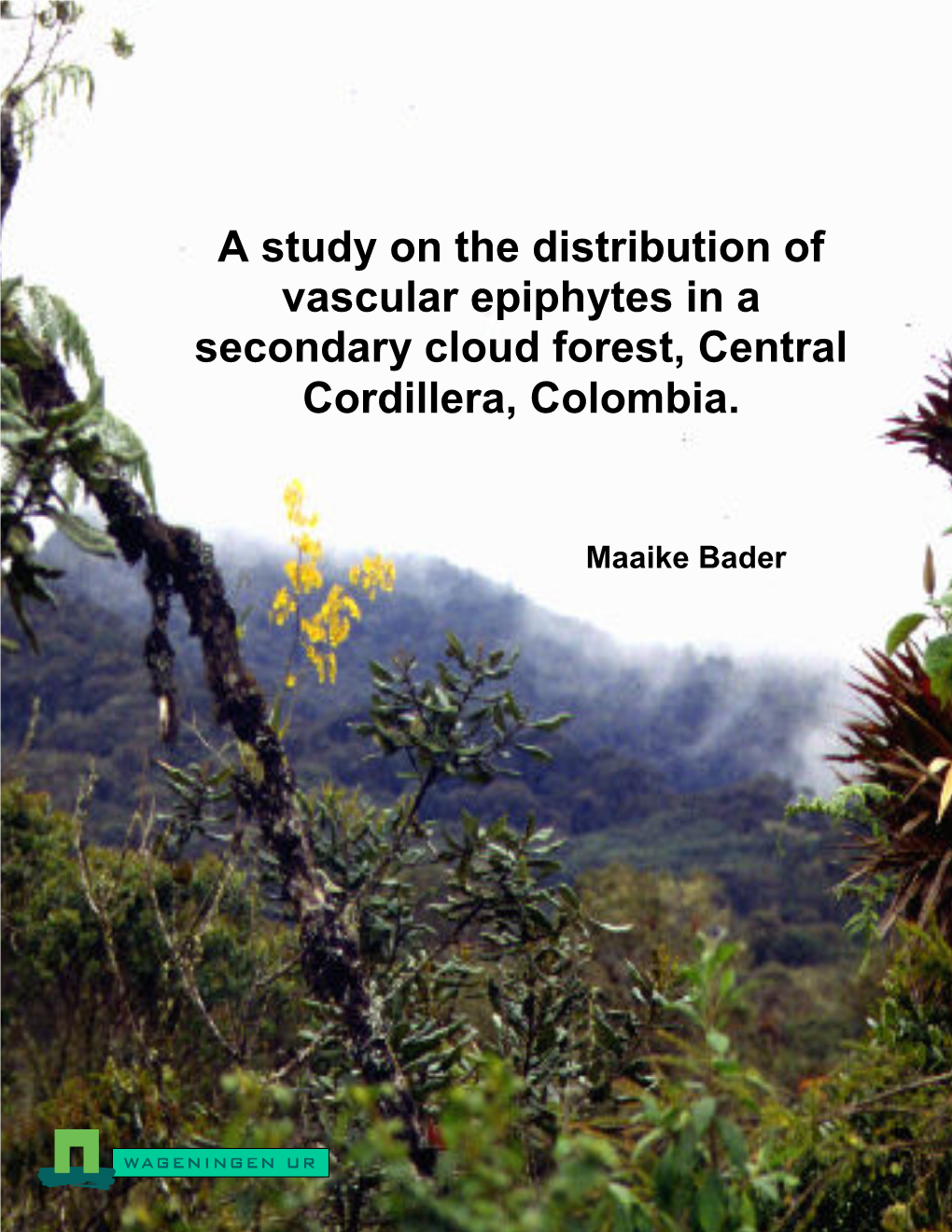 A Study on the Distribution of Vascular Epiphytes in a Secondary Cloud Forest, Central Cordillera, Colombia