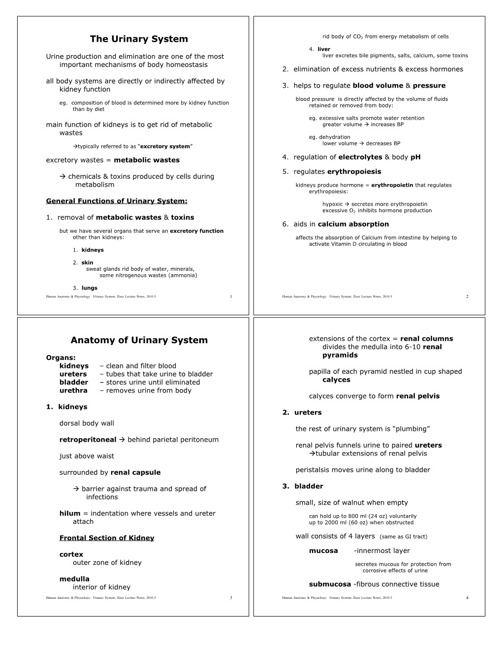 Urinary System Rid Body of CO2 from Energy Metabolism of Cells 4