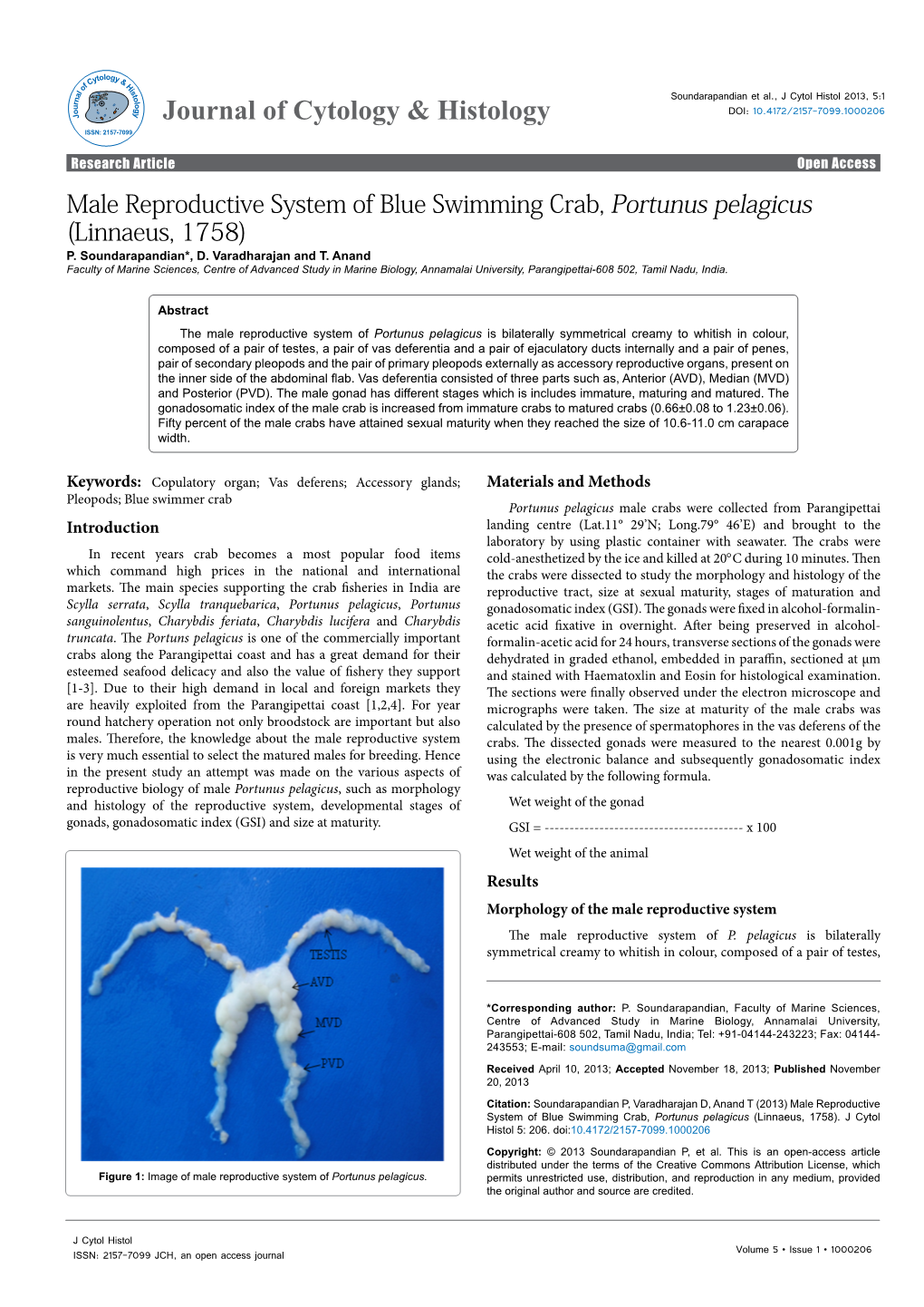 Male Reproductive System of Blue Swimming Crab, Portunus Pelagicus (Linnaeus, 1758) P