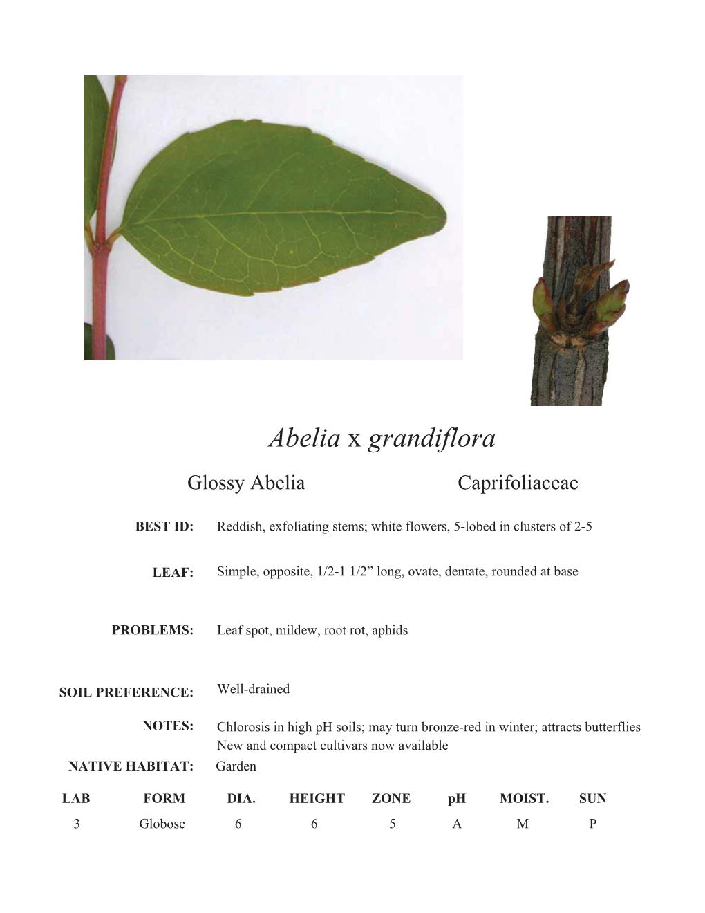 Abelia X Grandiflora Glossy Abelia Caprifoliaceae