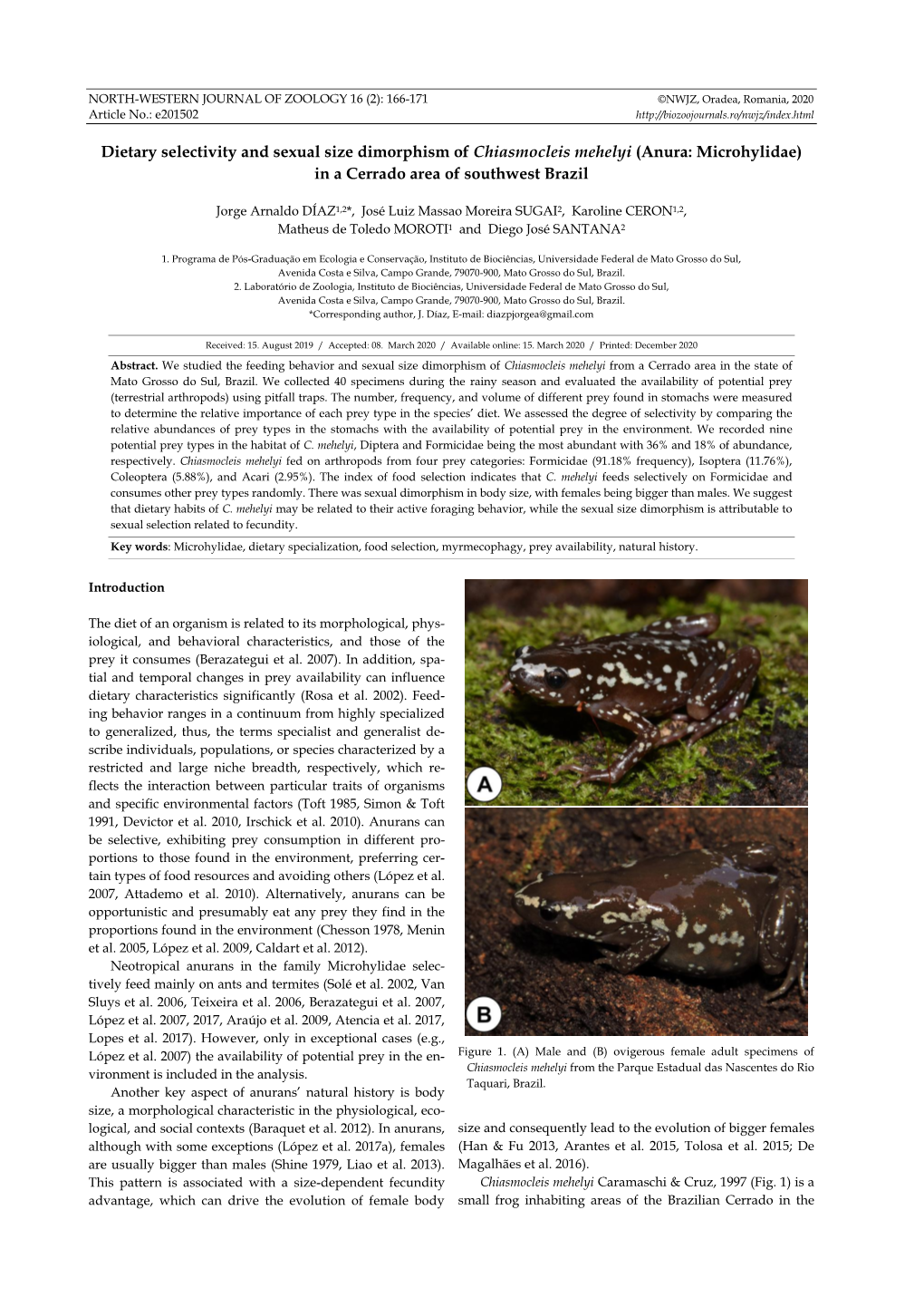 Dietary Selectivity and Sexual Size Dimorphism of Chiasmocleis Mehelyi (Anura: Microhylidae) in a Cerrado Area of Southwest Brazil