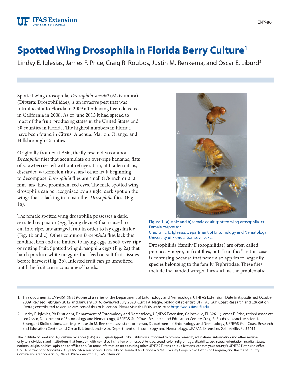 Spotted Wing Drosophila in Florida Berry Culture1 Lindsy E