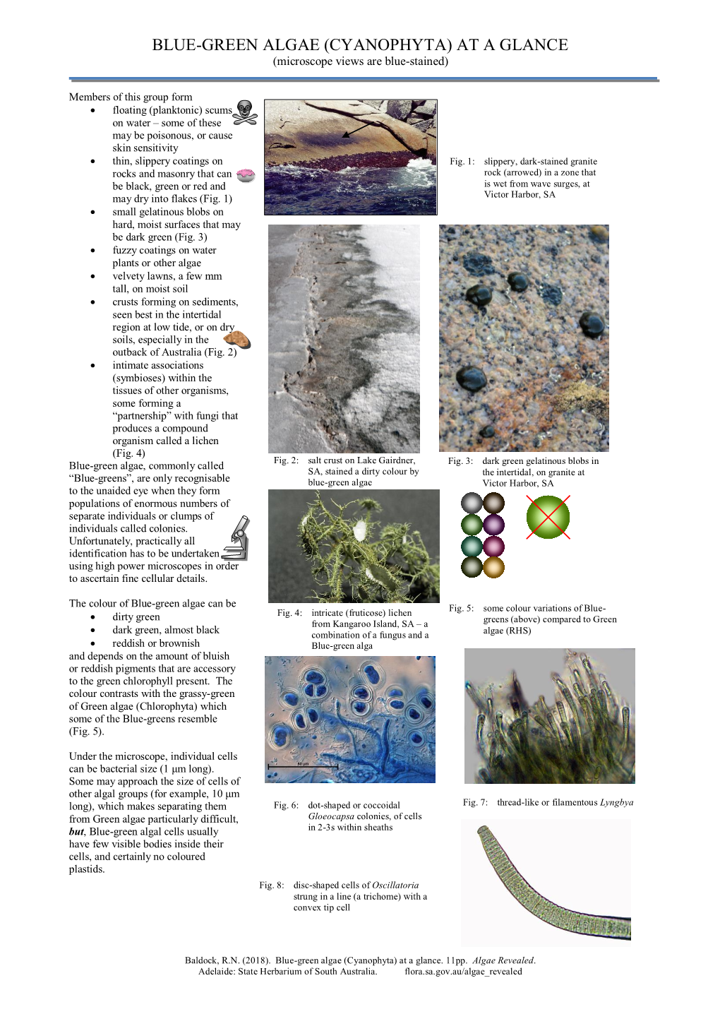 BLUE-GREEN ALGAE (CYANOPHYTA) at a GLANCE (Microscope Views Are Blue-Stained)