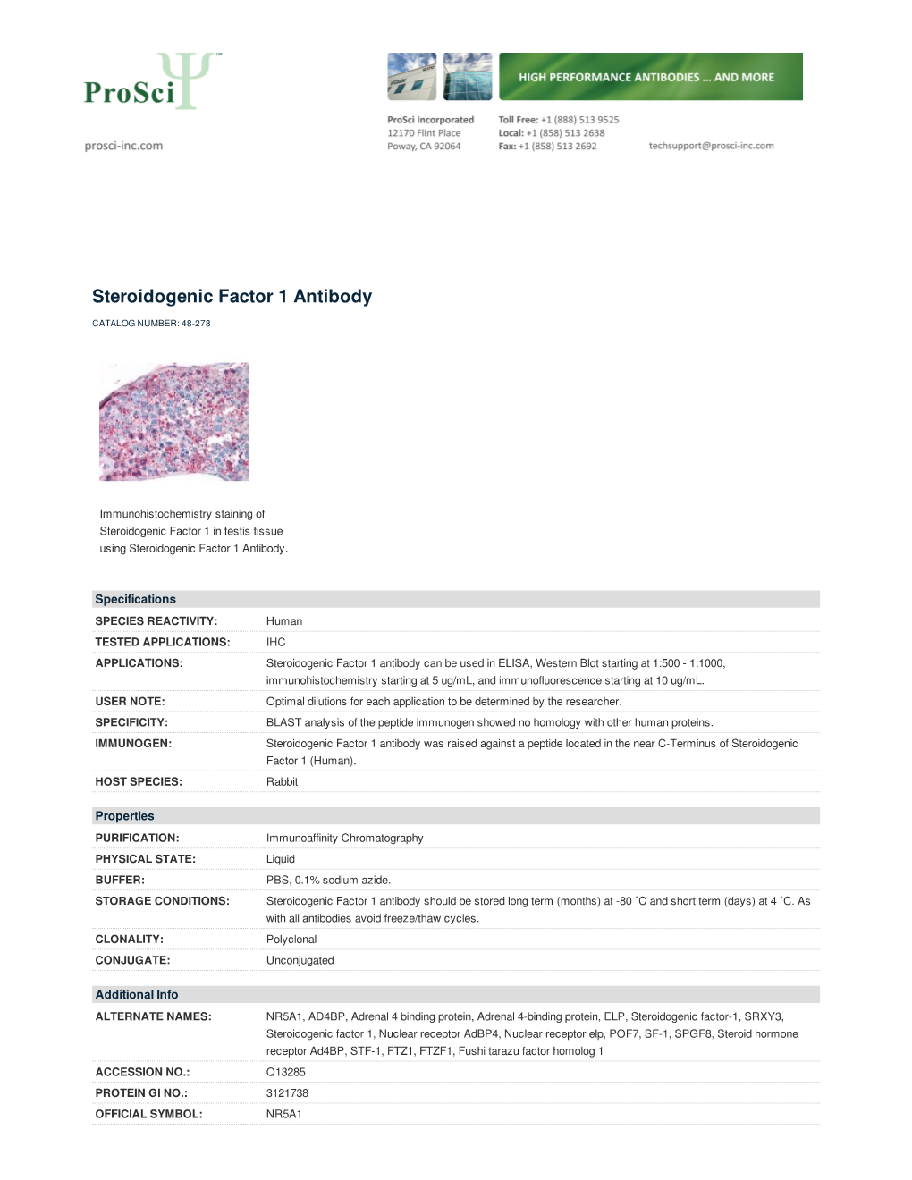 Steroidogenic Factor 1 Antibody