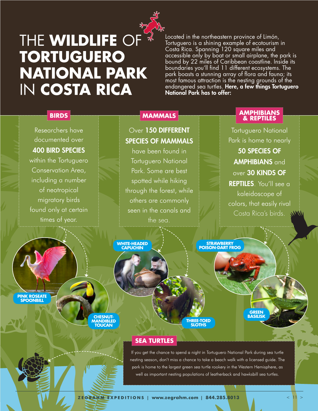 The Wildlife of Tortuguero National Park in Costa Rica