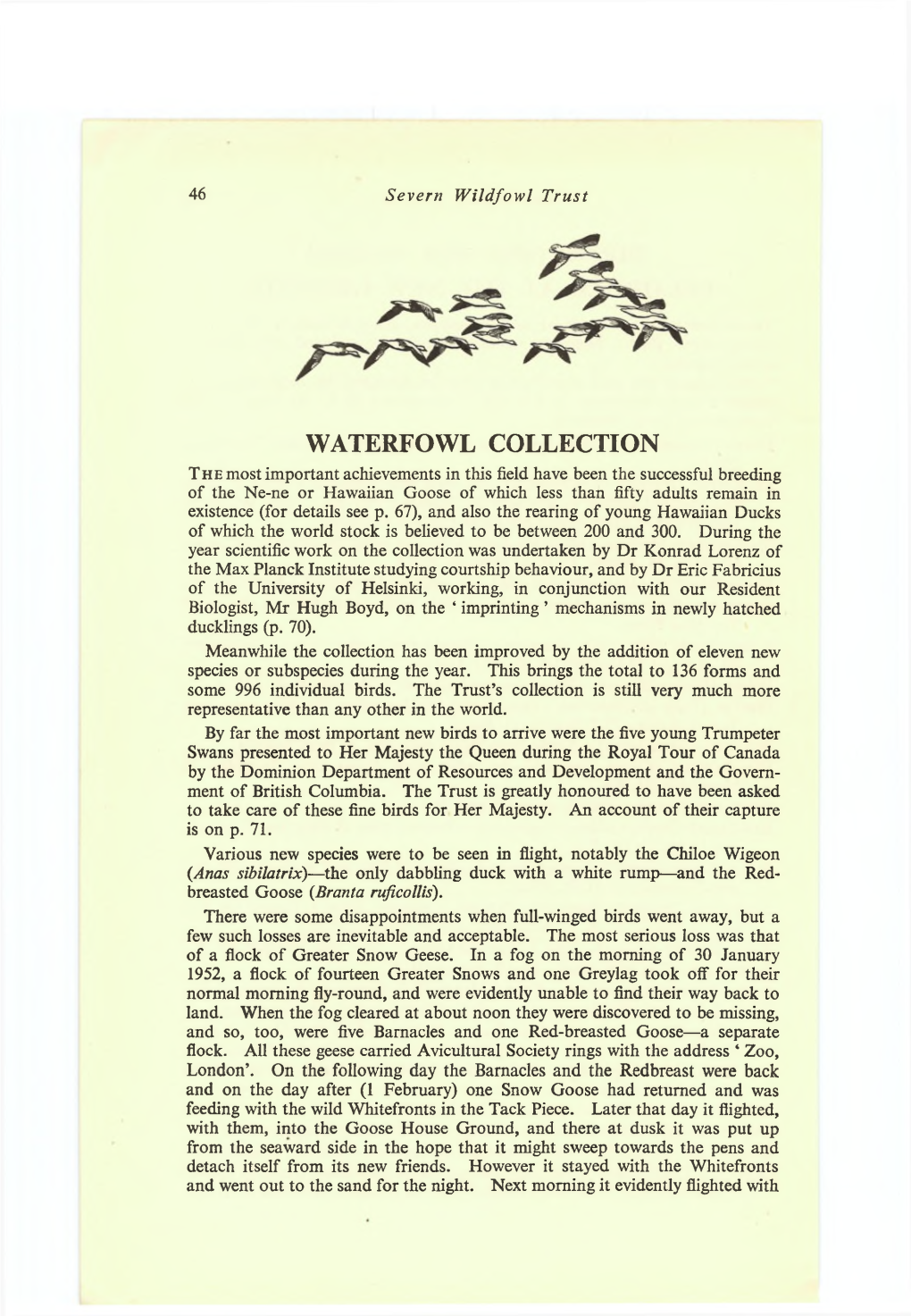 Waterfowl Collection