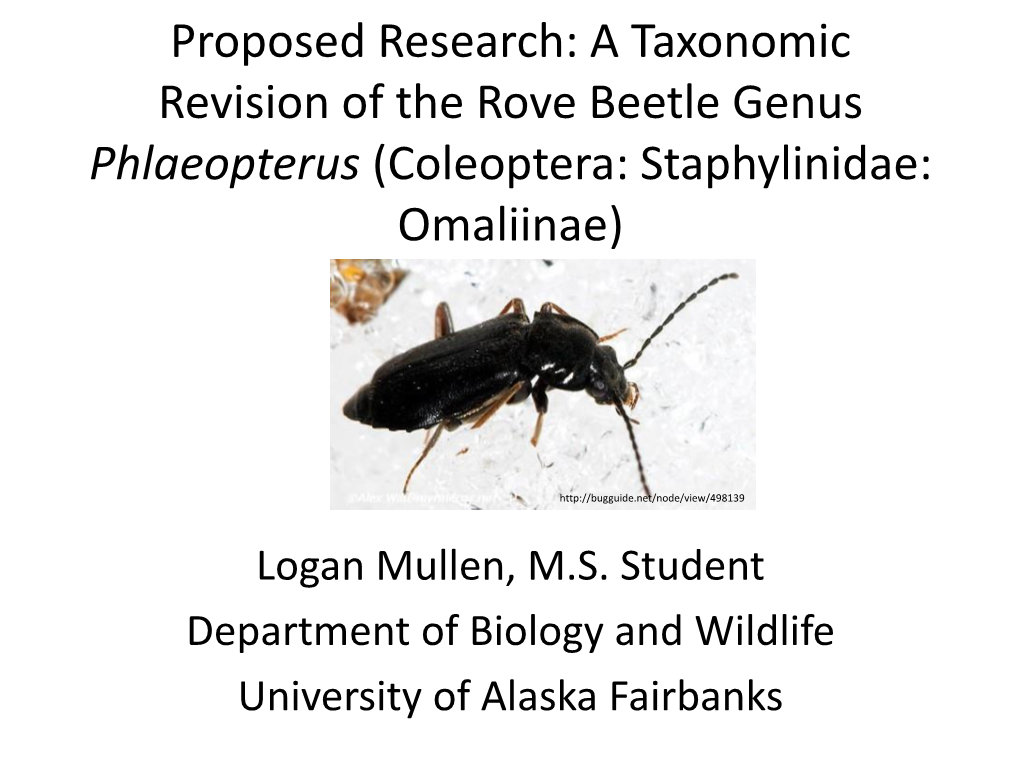 A Taxonomic Revision of the Rove Beetle Genus Phlaeopterus (Coleoptera: Staphylinidae: Omaliinae)