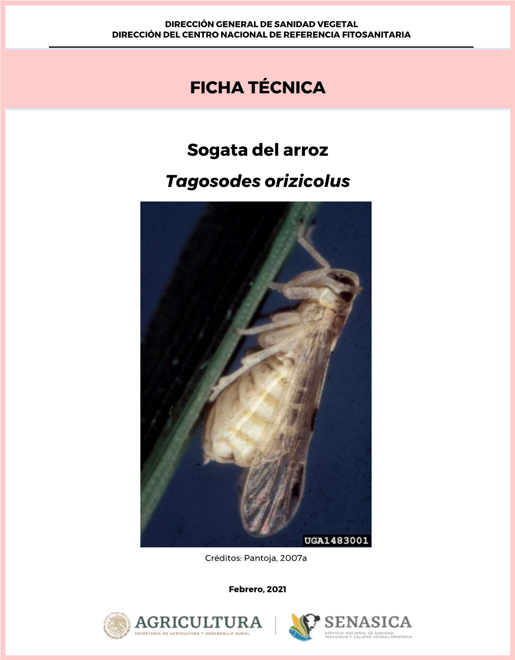 FICHA TÉCNICA Sogata Del Arroz Tagosodes Orizicolus