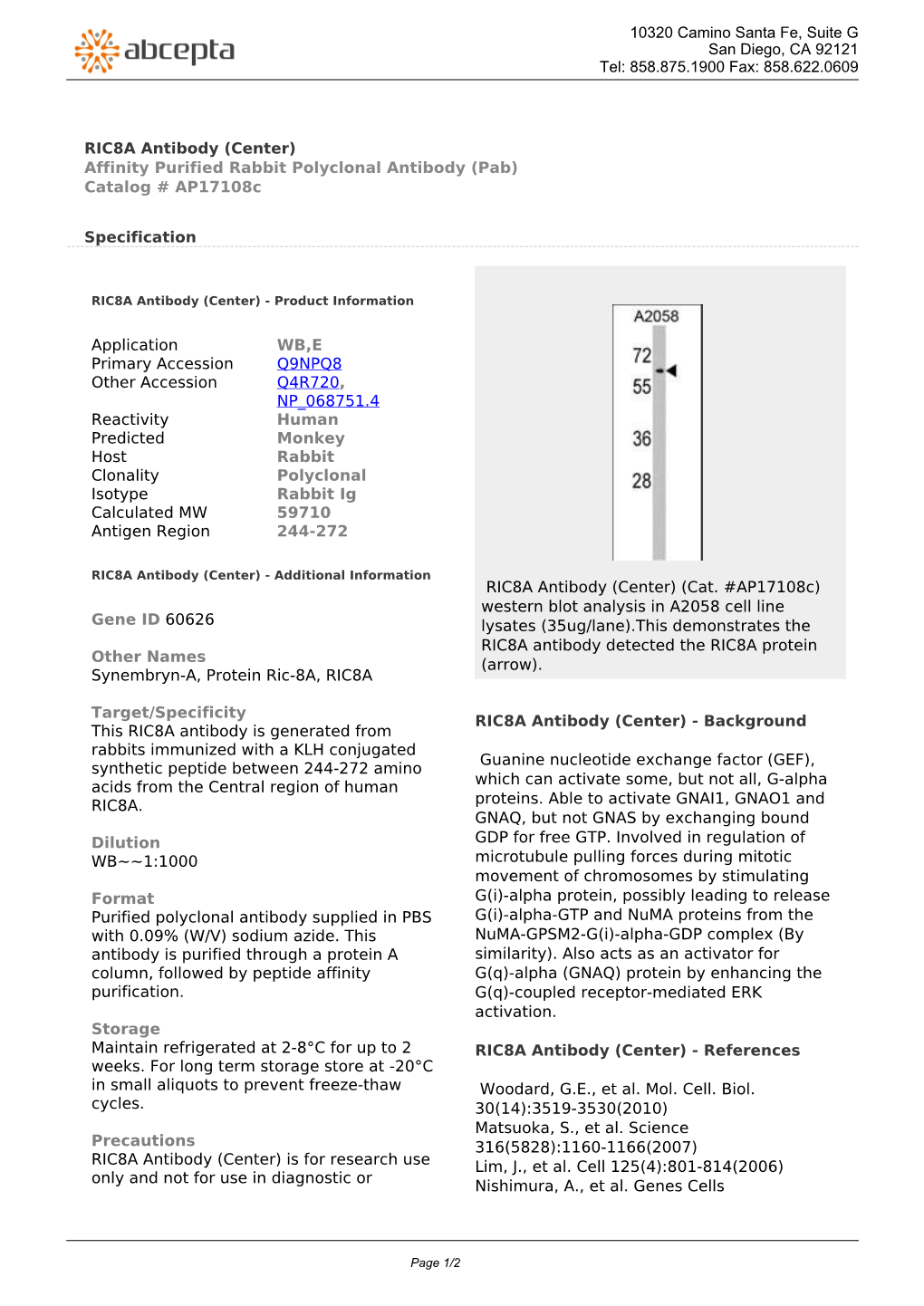 RIC8A Antibody (Center) Affinity Purified Rabbit Polyclonal Antibody (Pab) Catalog # Ap17108c