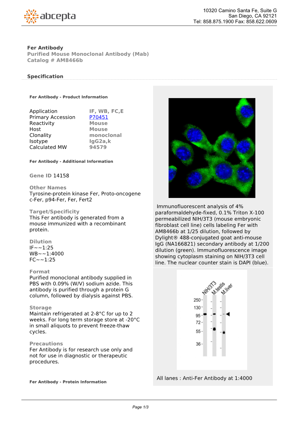 Fer Antibody Purified Mouse Monoclonal Antibody (Mab) Catalog # Am8466b