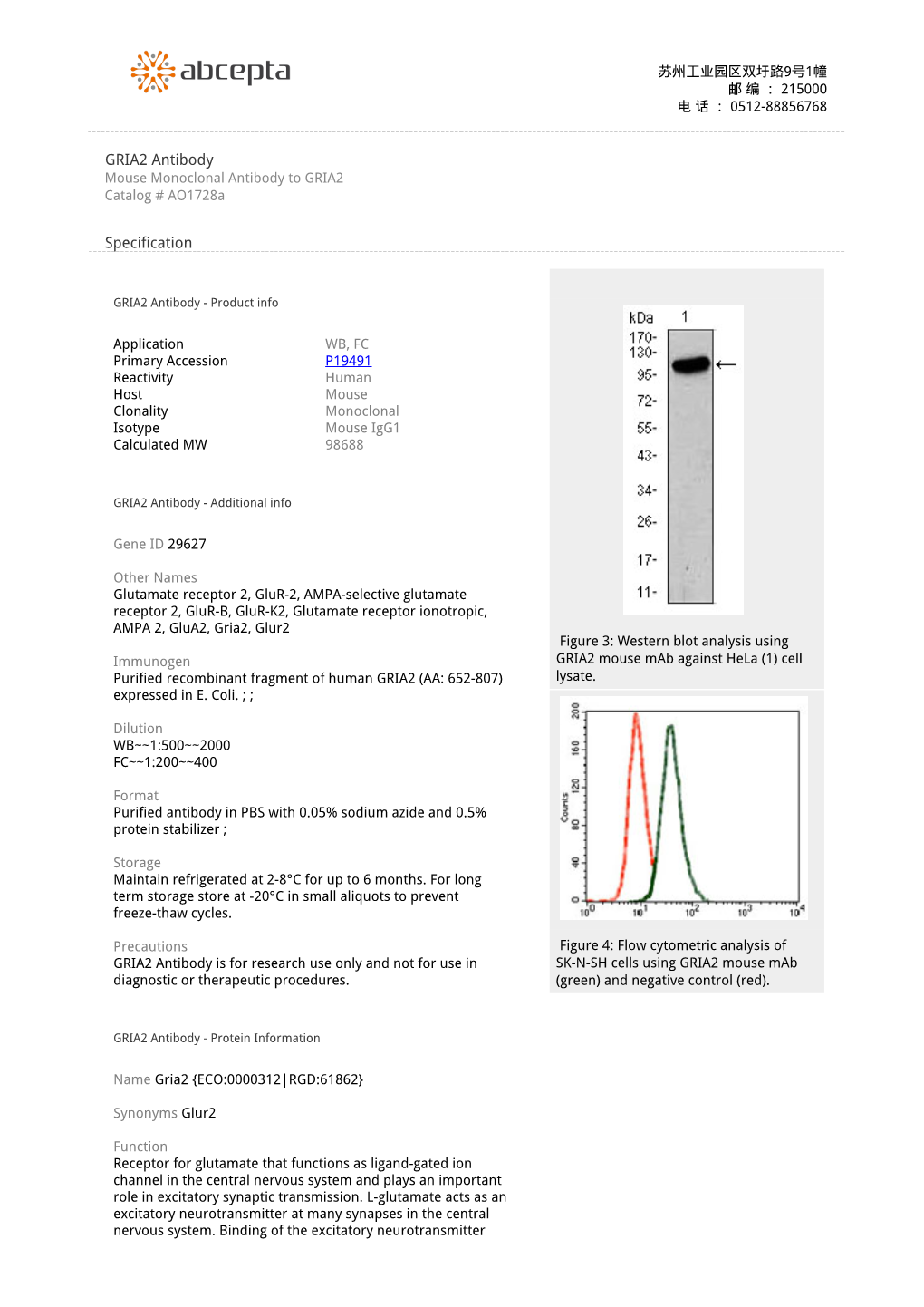 GRIA2 Antibody Mouse Monoclonal Antibody to GRIA2 Catalog # Ao1728a