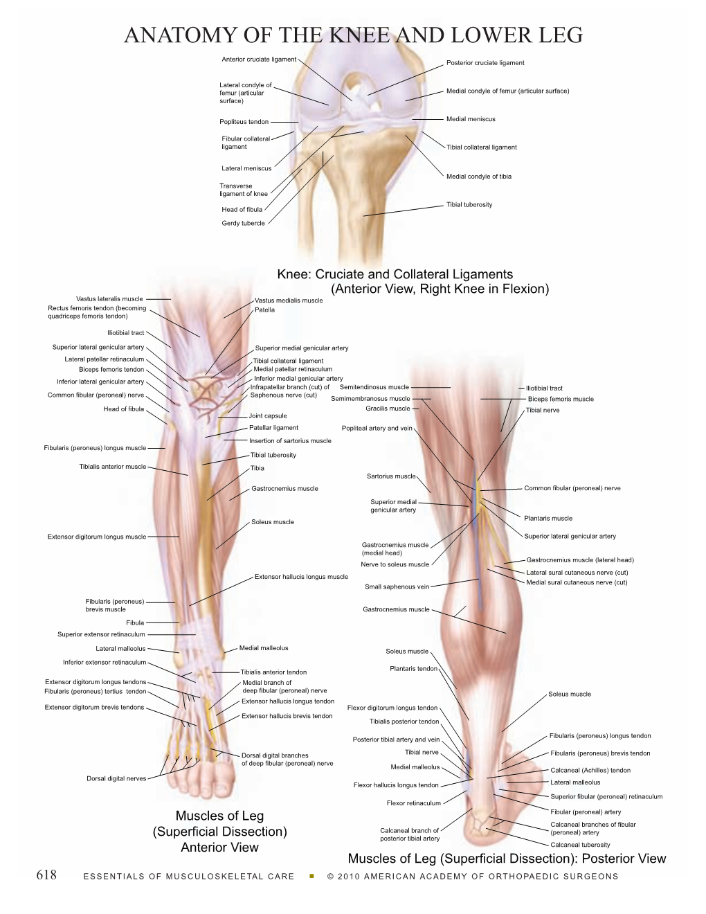 Anatomy of the Knee and Lower Leg