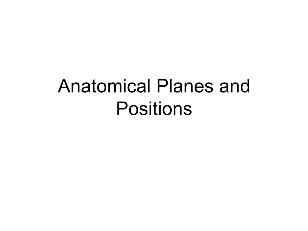 Anatomical Planes and Positions Body Planes