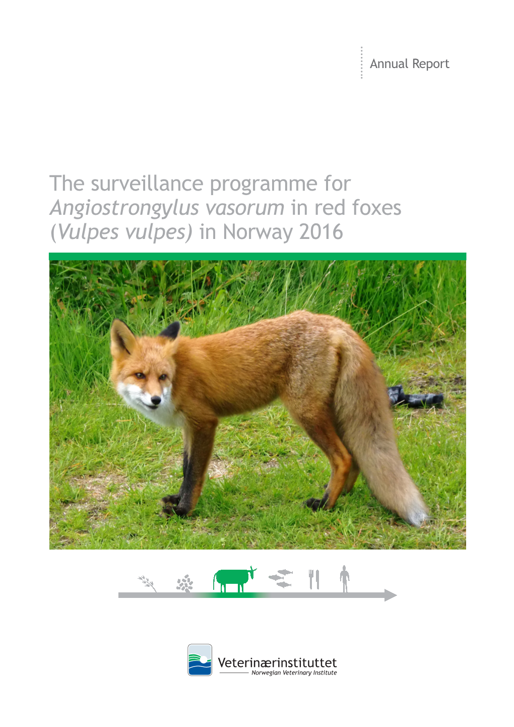 Angiostrongylus Vasorum in Red Foxes 2016