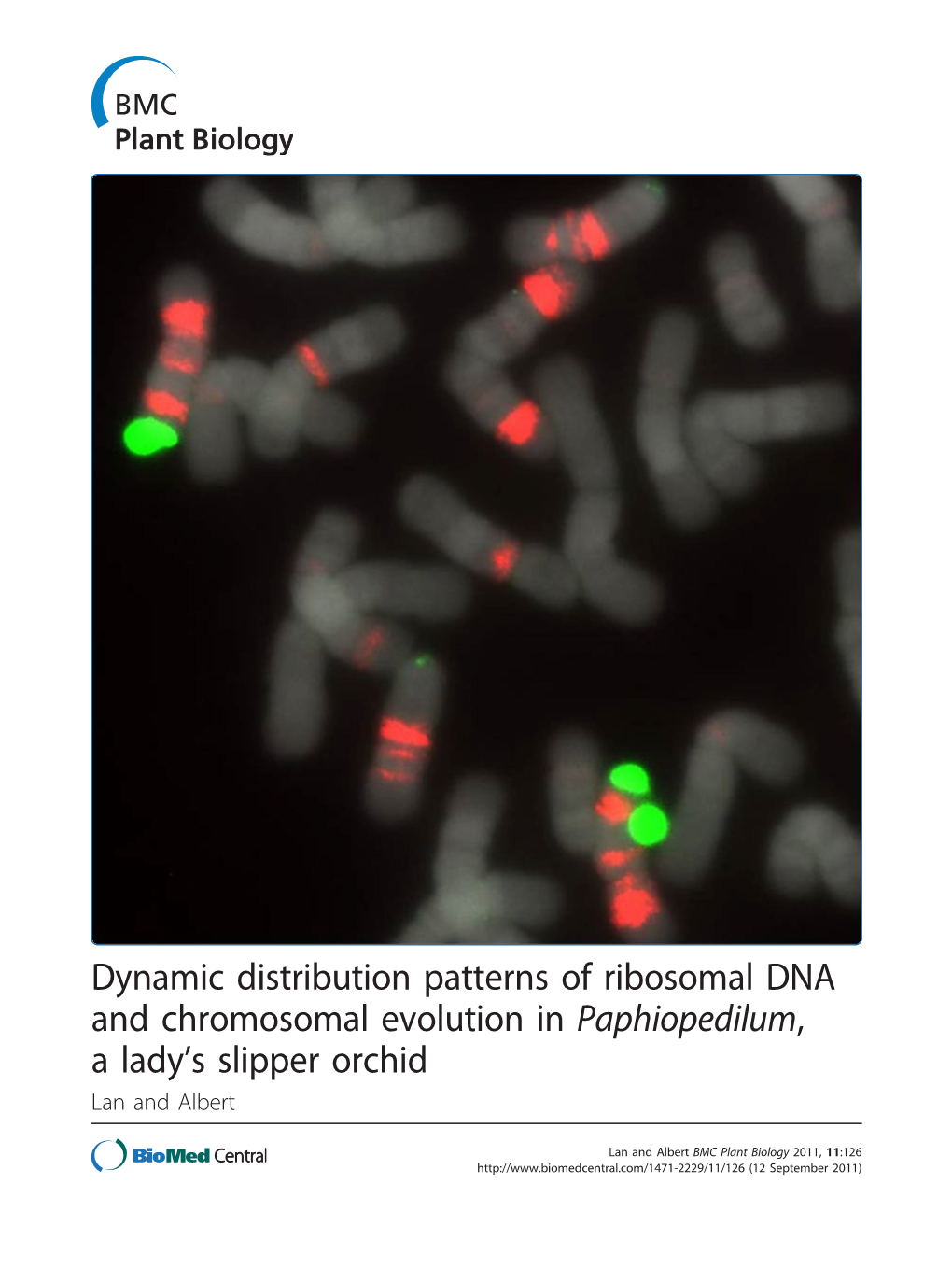 Dynamic Distribution Patterns of Ribosomal DNA and Chromosomal Evolution in Paphiopedilum, a Lady’S Slipper Orchid Lan and Albert