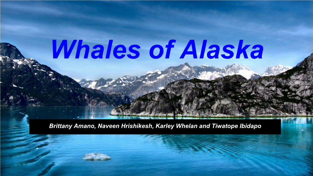 Whales of Alaska