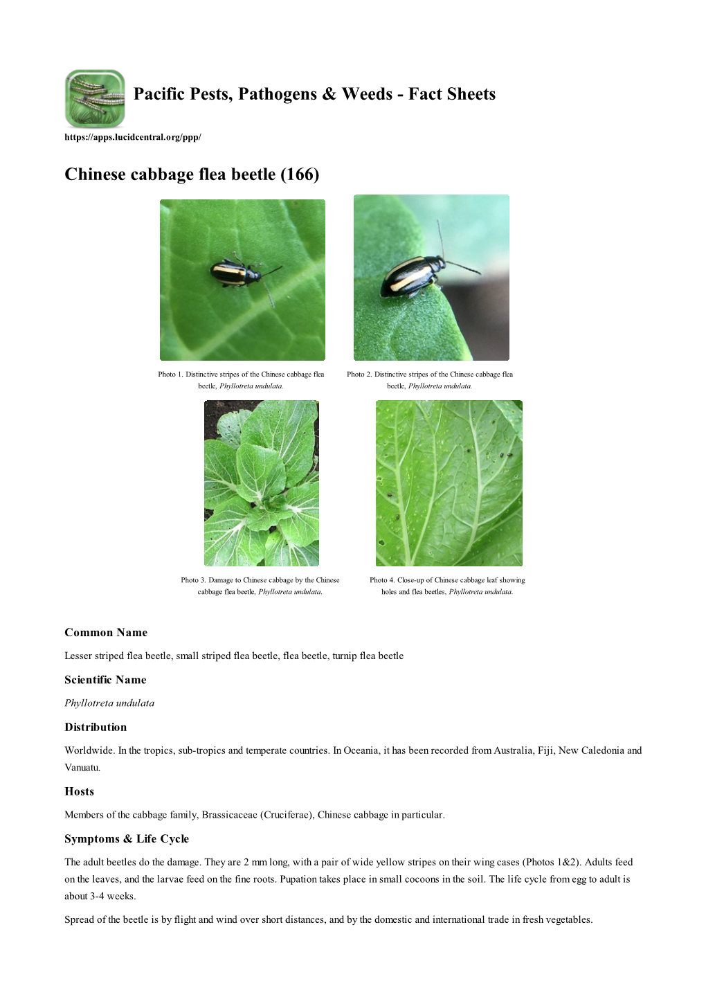 Chinese Cabbage Flea Beetle (166)