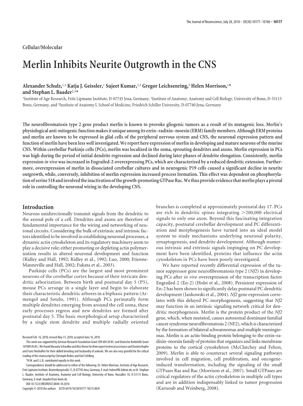 Merlin Inhibits Neurite Outgrowth in the CNS