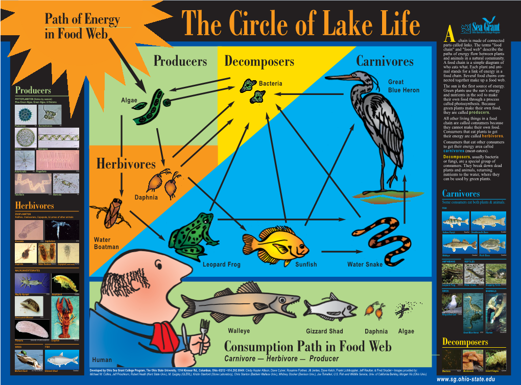 Producers Herbivores Carnivores Decomposers Path of Energy In