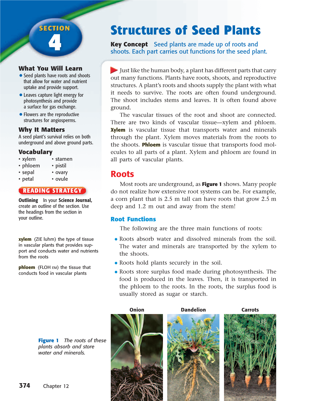 Structures of Seed Plants Key Concept Seed Plants Are Made up of Roots and 4 Shoots