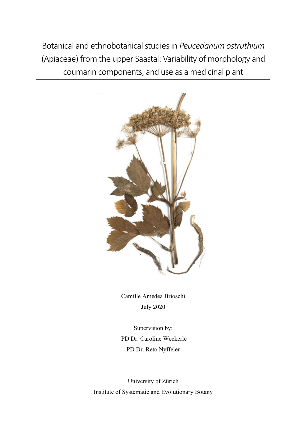 Botanical and Ethnobotanical Studies in Peucedanum Ostruthium