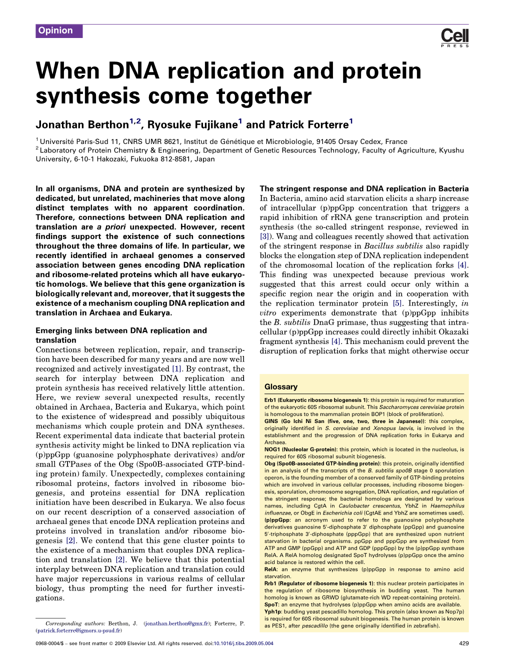 When DNA Replication and Protein Synthesis Come Together