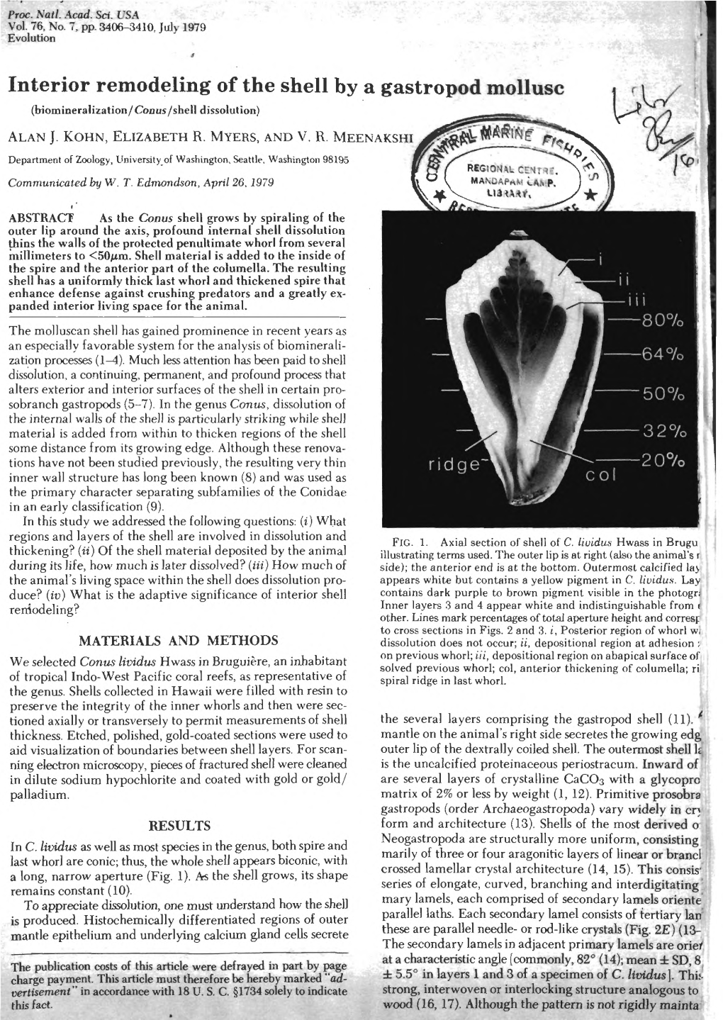 Interior Remodeling of the Shell by a Gastropod Mollusc (Biomineralization/Coiius/Shell Dissolution)