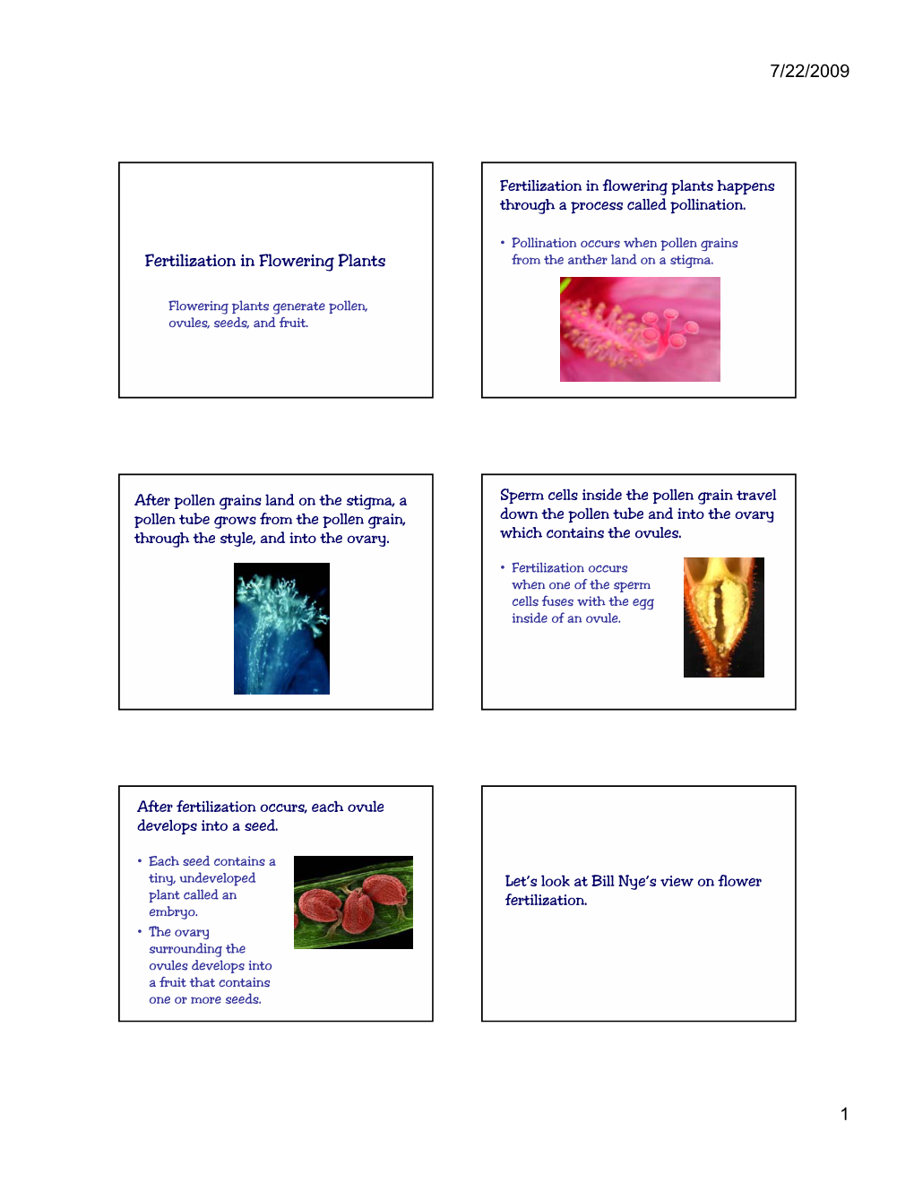 Fertilization in Flowering Plants Happens Through a Process Called Pollination