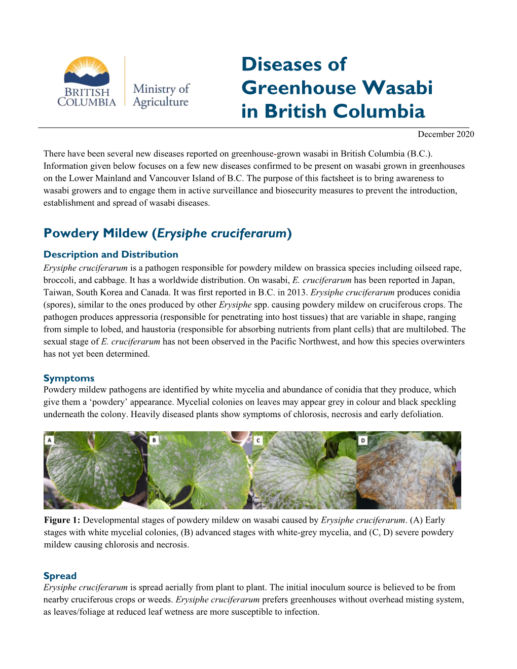 Diseases of Greenhouse Wasabi in British Columbia