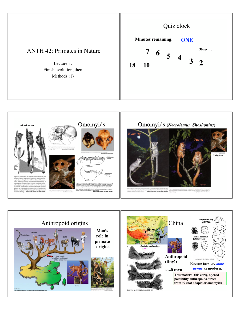 ANTH 42: Primates in Nature Quiz Clock 18 10 Omomyids Anthropoid