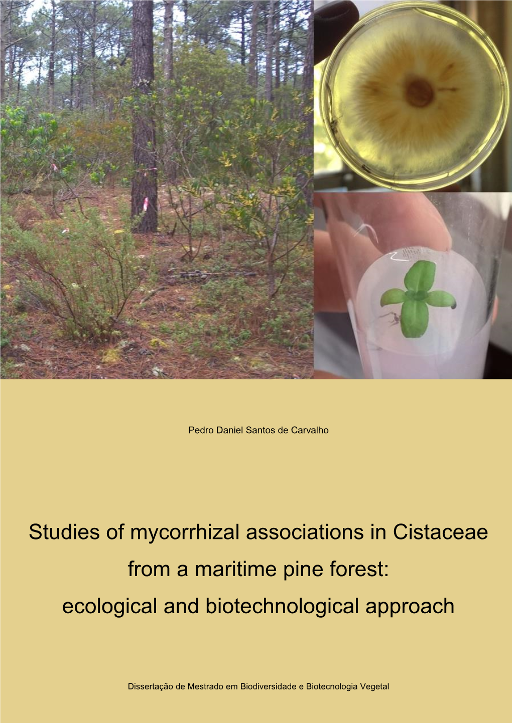 Studies of Mycorrhizal Associations in Cistaceae from a Maritime Pine Forest: Ecological and Biotechnological Approach