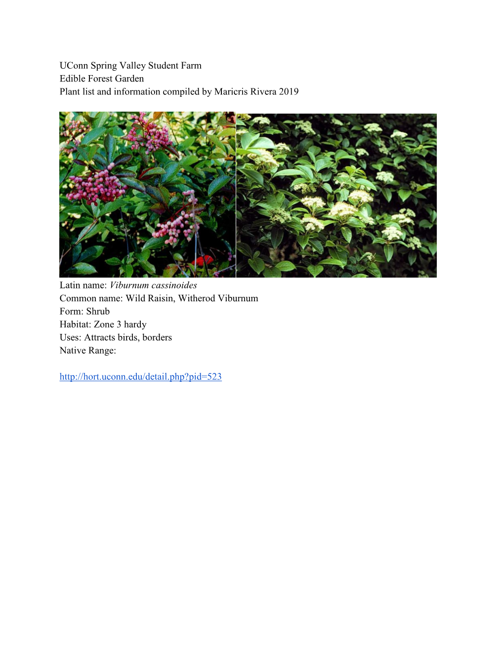 Edible Forest Plant Information .Pdf