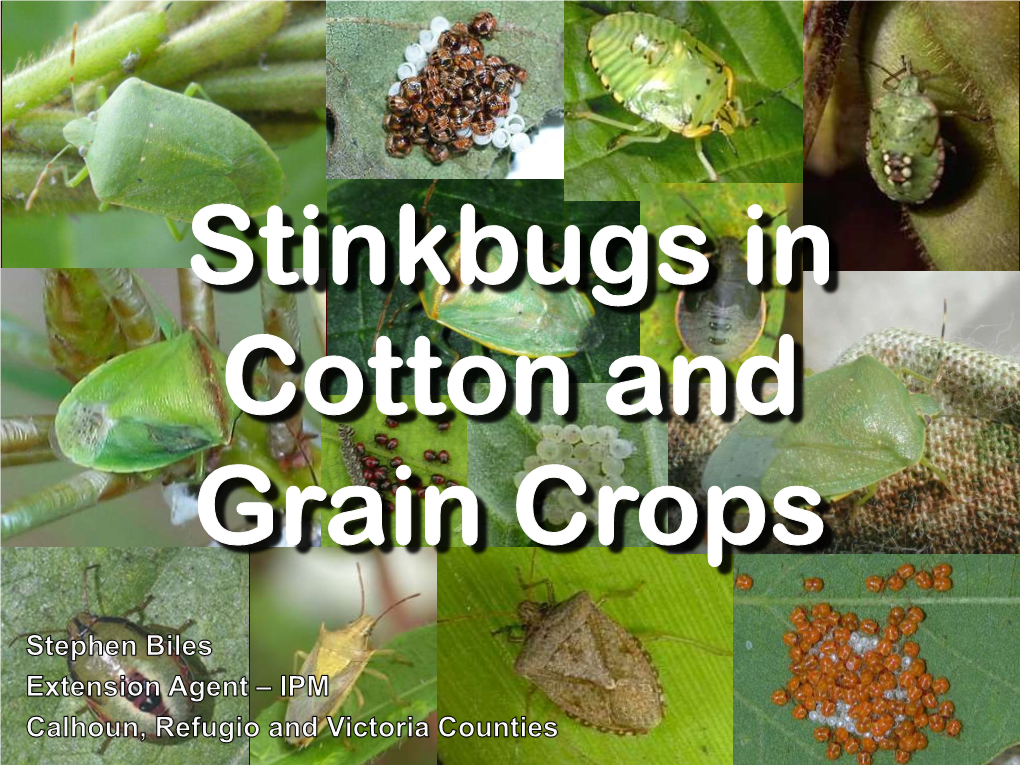 Stink Bugs in Cotton and Grain Crops