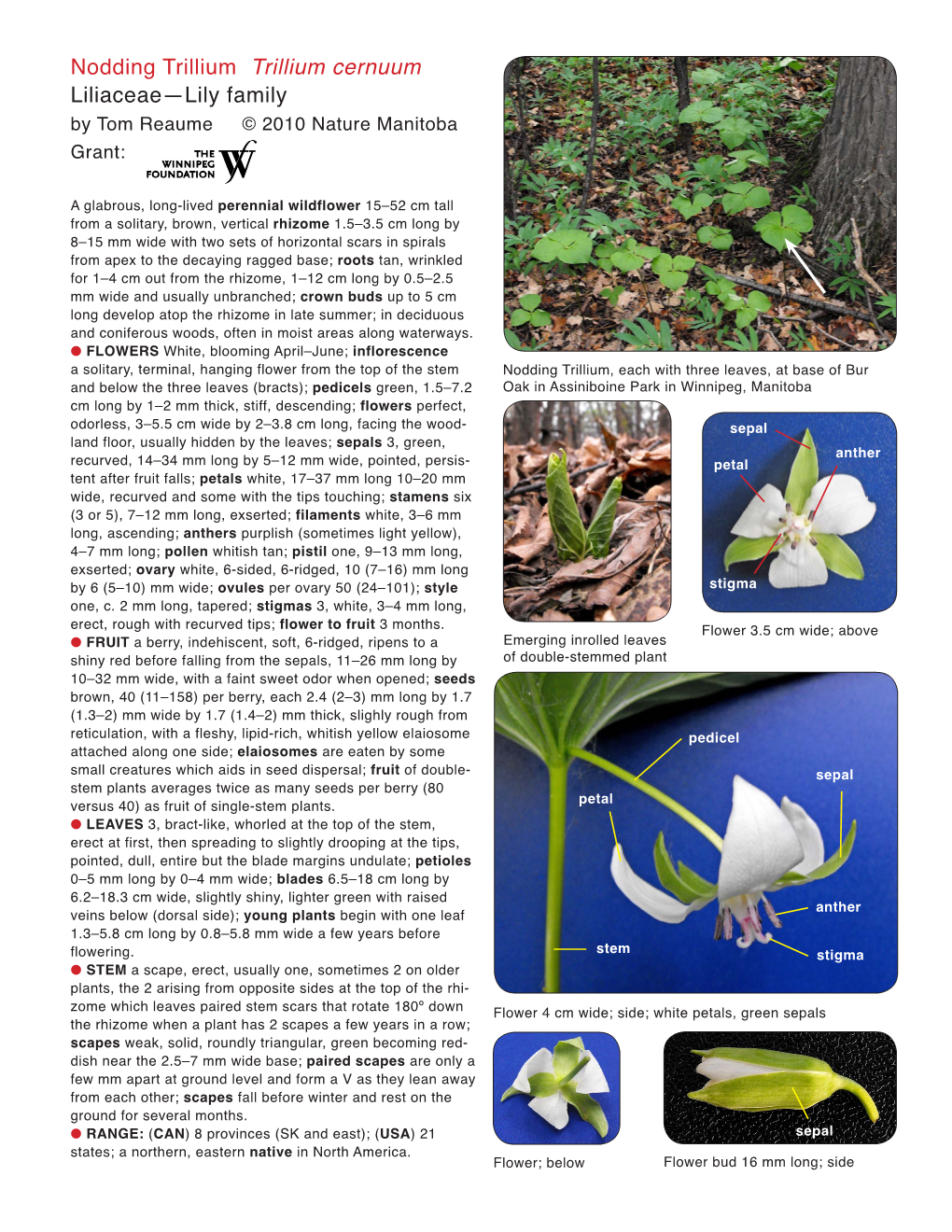 Nodding Trillium Trillium Cernuum Liliaceae—Lily Family by Tom Reaume © 2010 Nature Manitoba Grant