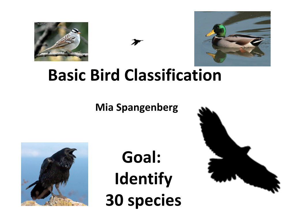 Basic Bird Classification Goal: Identify 30 Species