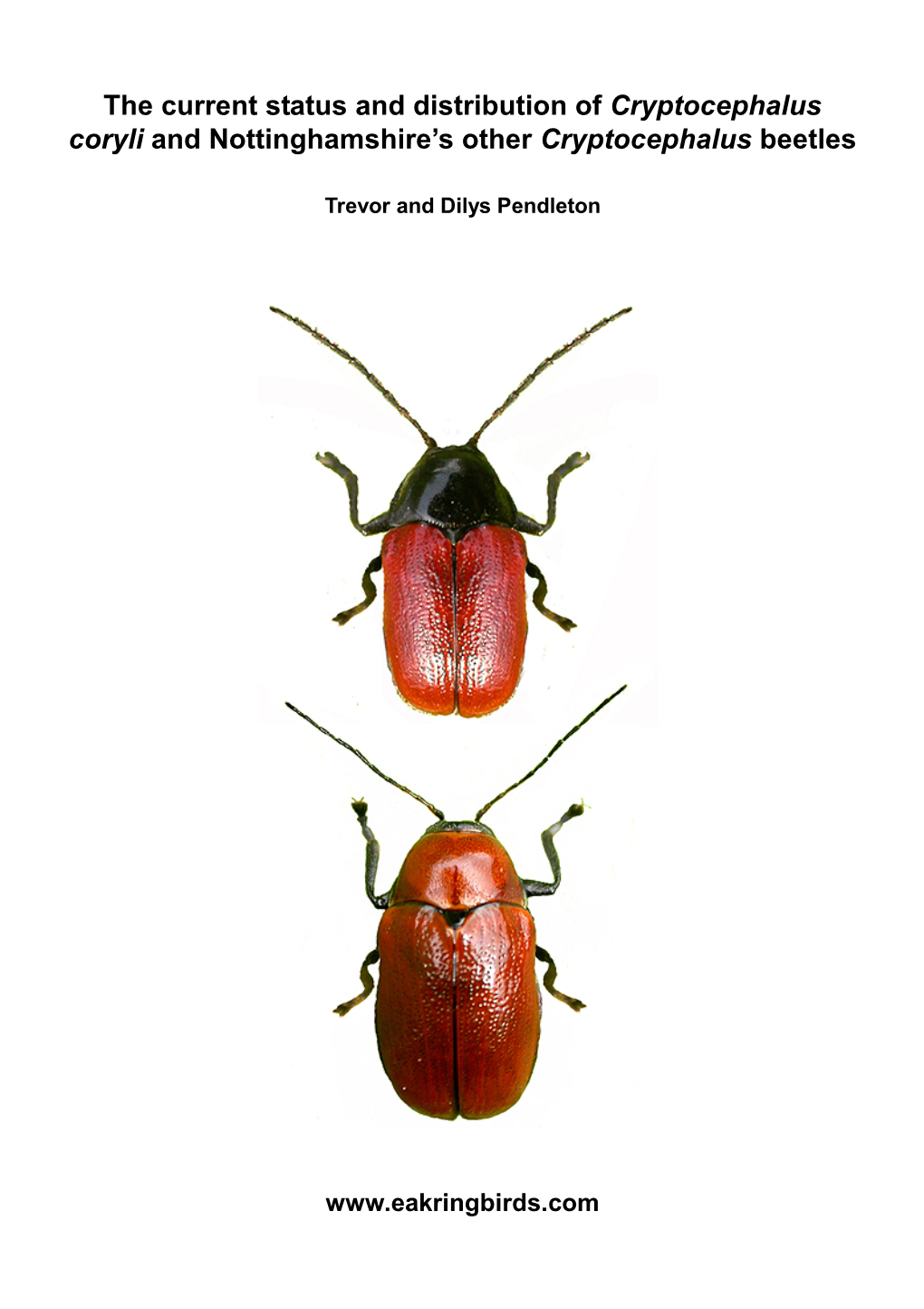 The Current Status of Cryptocephalus Coryli and Other Cryptocephalus