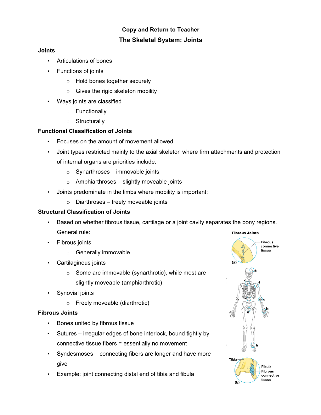 The Skeletal System Joints Ppt Notes