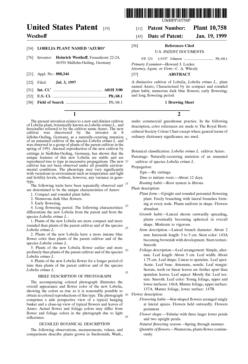 Ulllted States Patent [19] [11] Patent Number: Plant 10,758 Westholf [45] Date of Patent: Jan