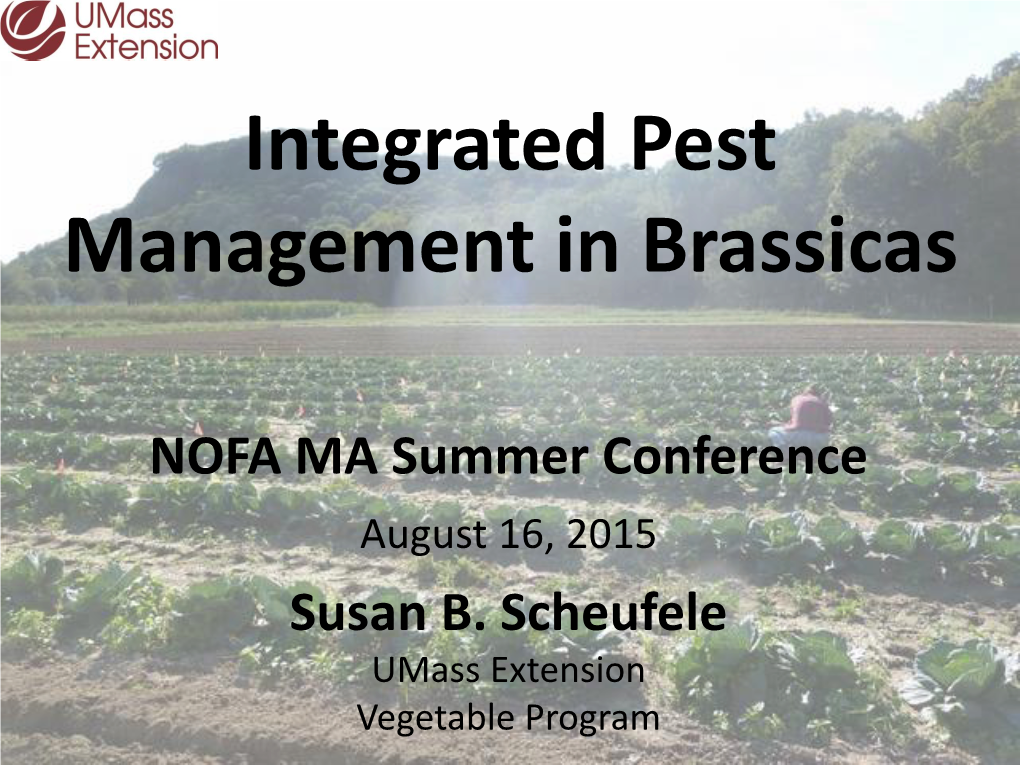 Brassica IPM Research at Umass