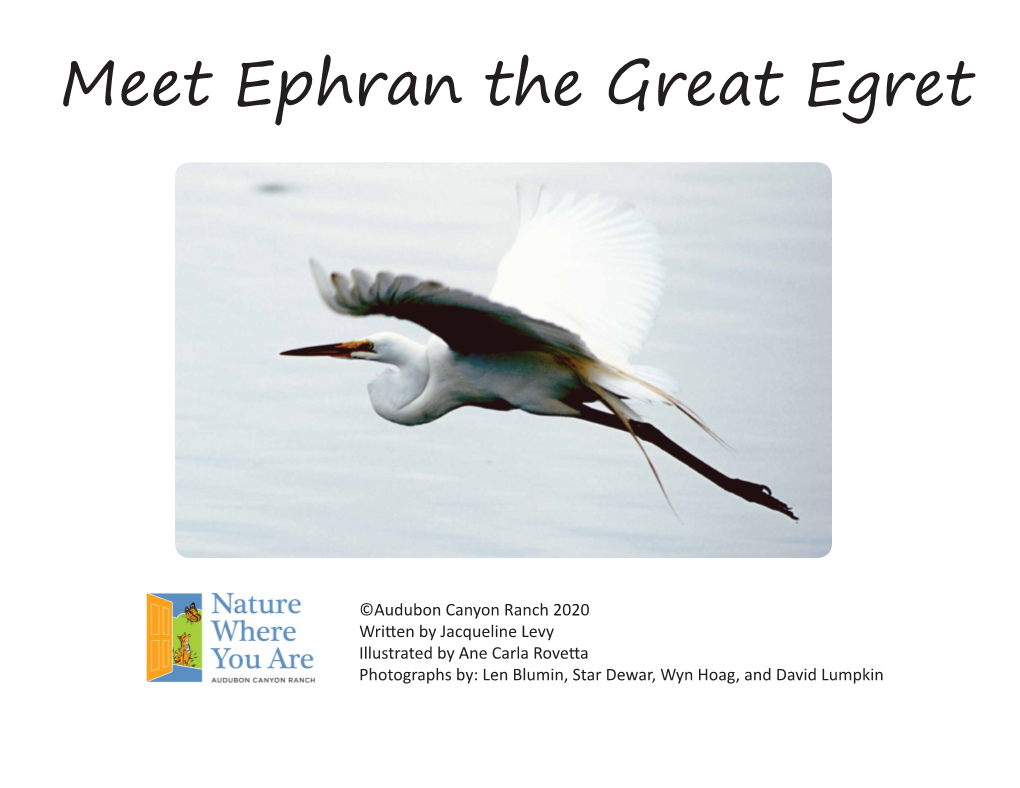 Meet Ephran the Great Egret