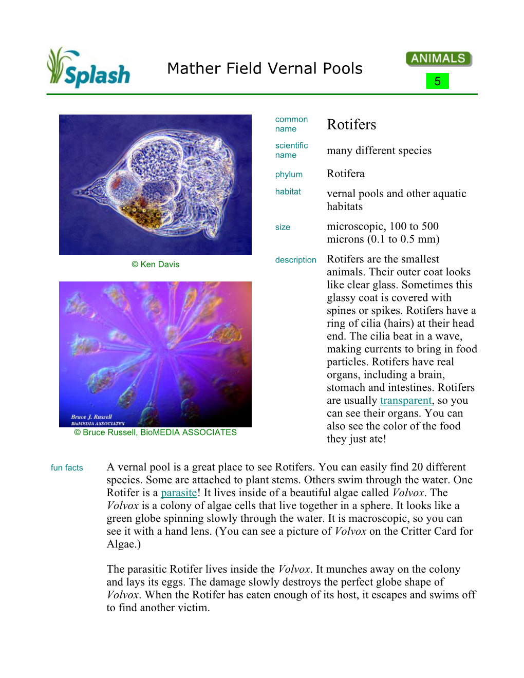 Rotifers Scientific Name Many Different Species