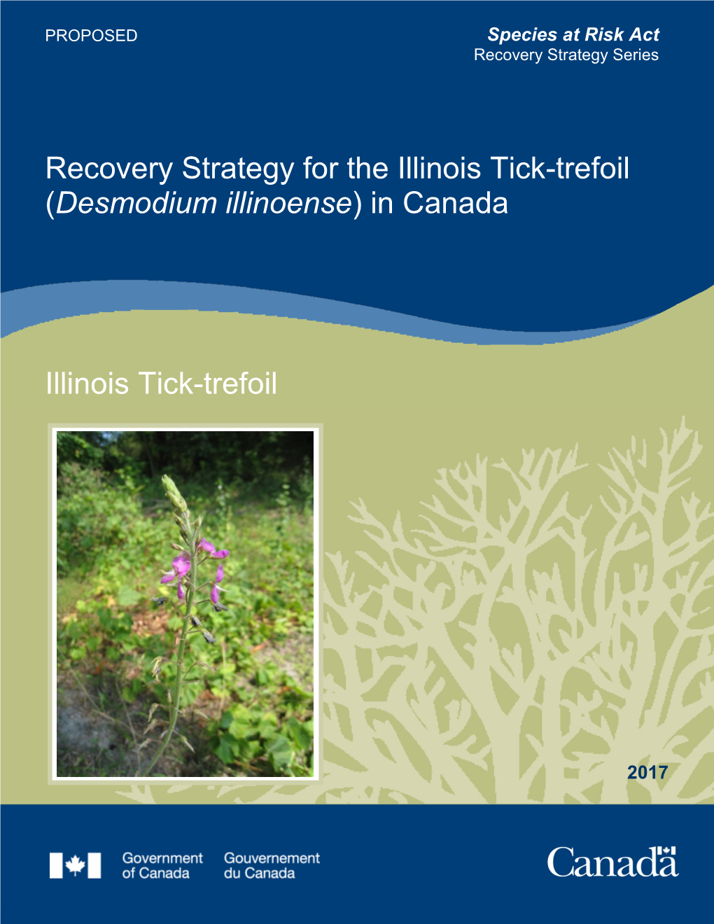 Illinois Tick Trefoil (Desmodium Illinoense)