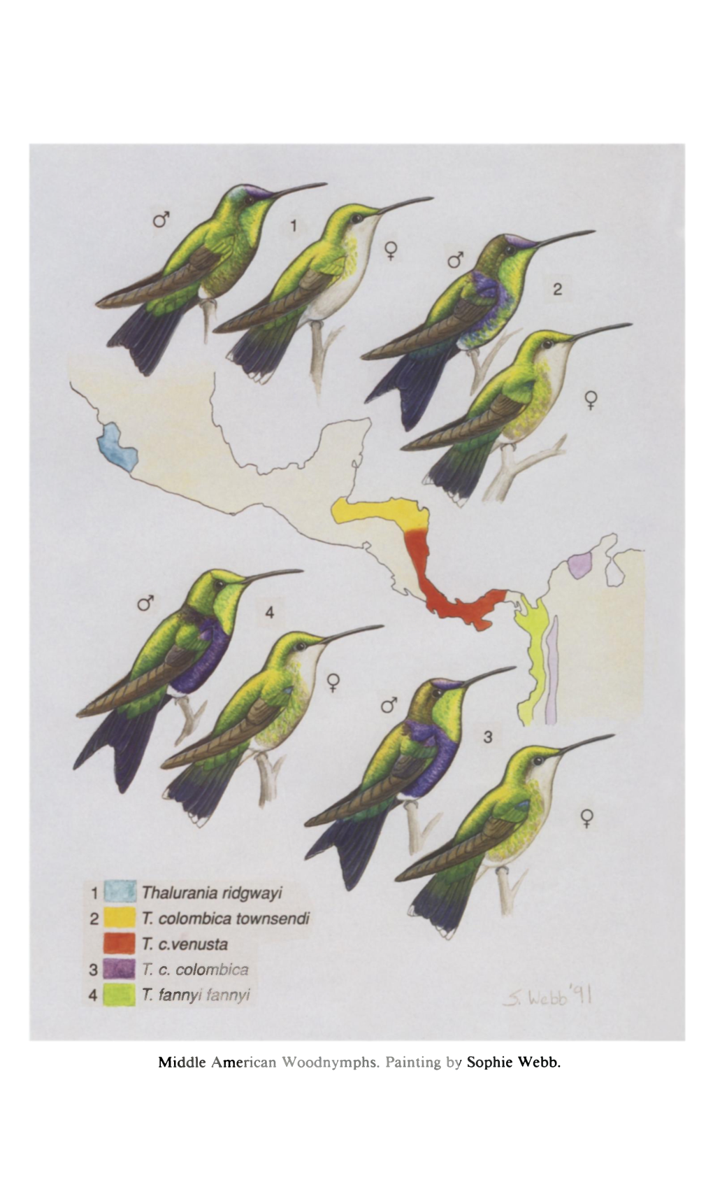 Geographic Variation and Species Limits in Middle American Woodnymphs ( )