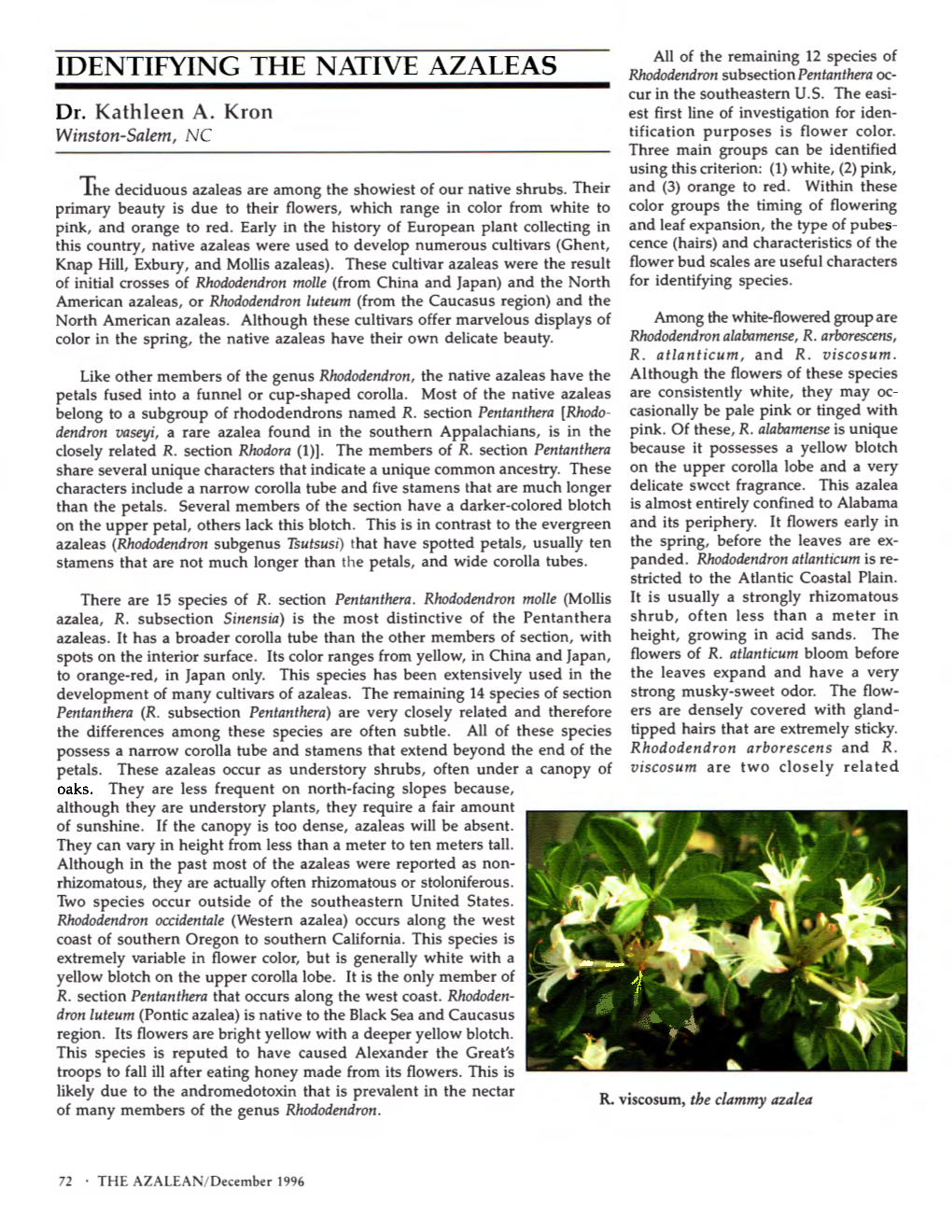 IDENTIFYING the NATIVE AZALEAS Rhododendron Subsection Pentanthera Oc- Cur in the Southeastern U.S