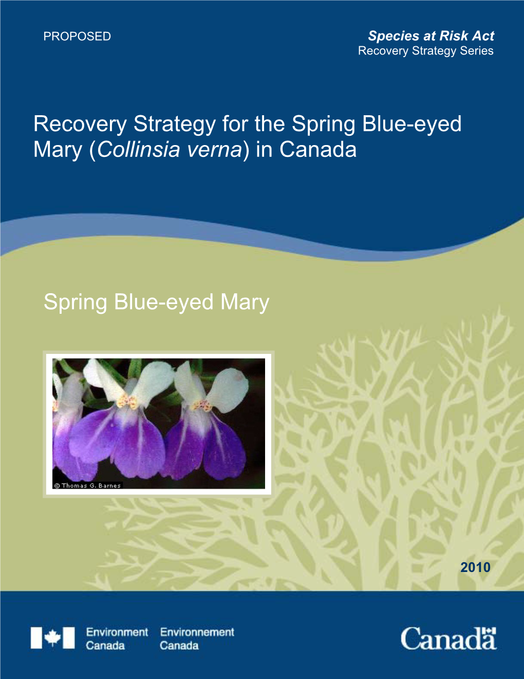 Spring Blue-Eyed Mary (Collinsia Verna) in Canada