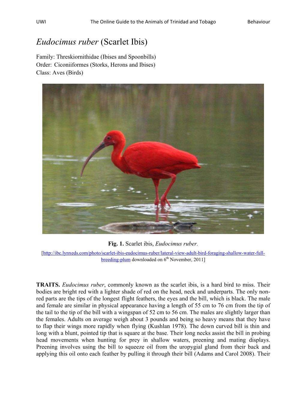 Eudocimus Ruber (Scarlet Ibis)