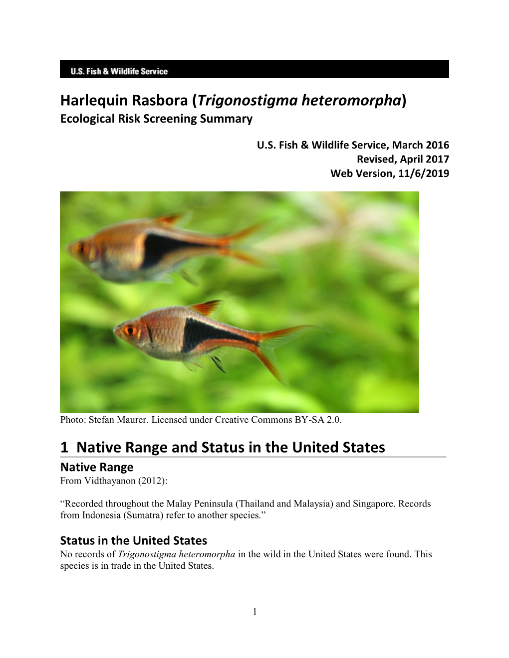 Harlequin Rasbora (Trigonostigma Heteromorpha) ERSS