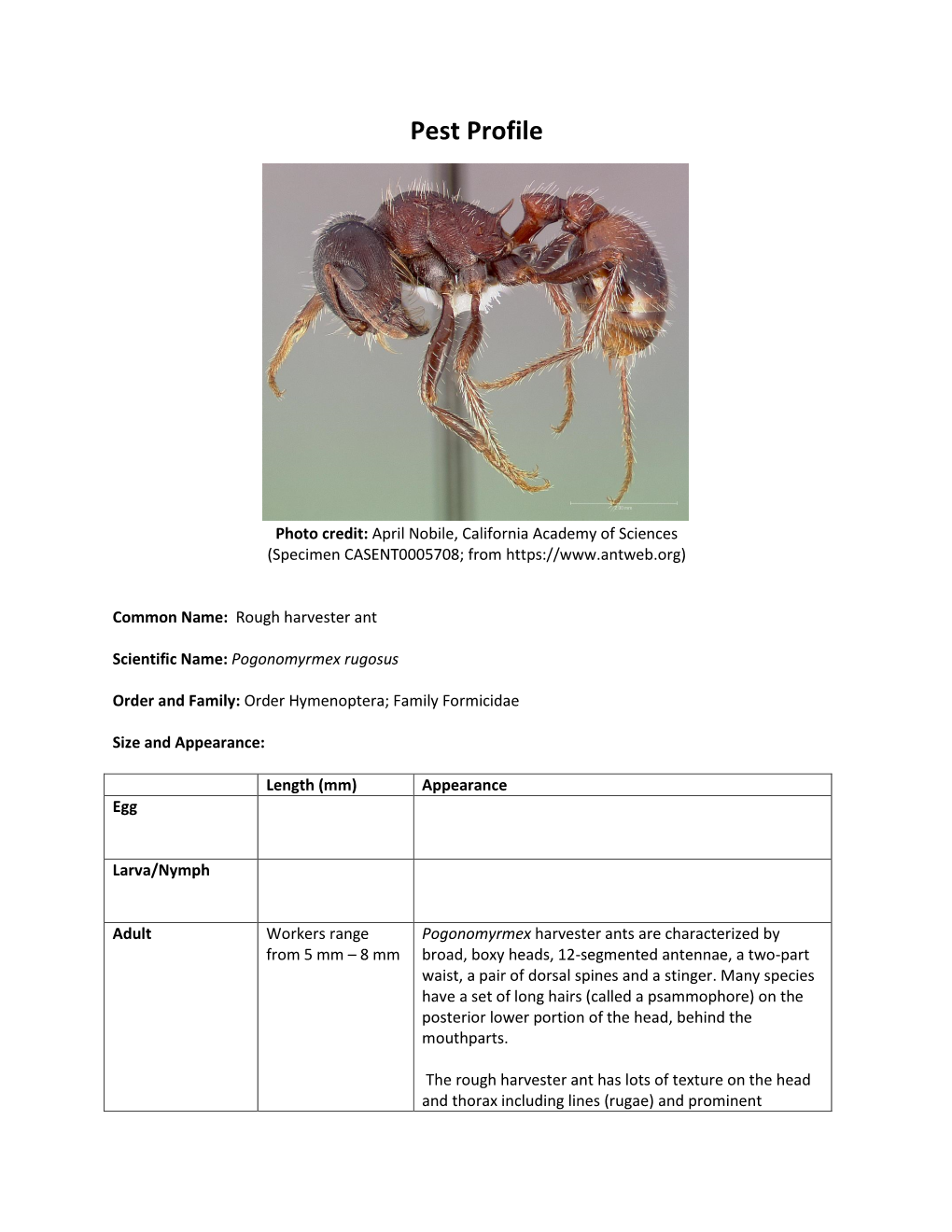 Rough Harvester Ant