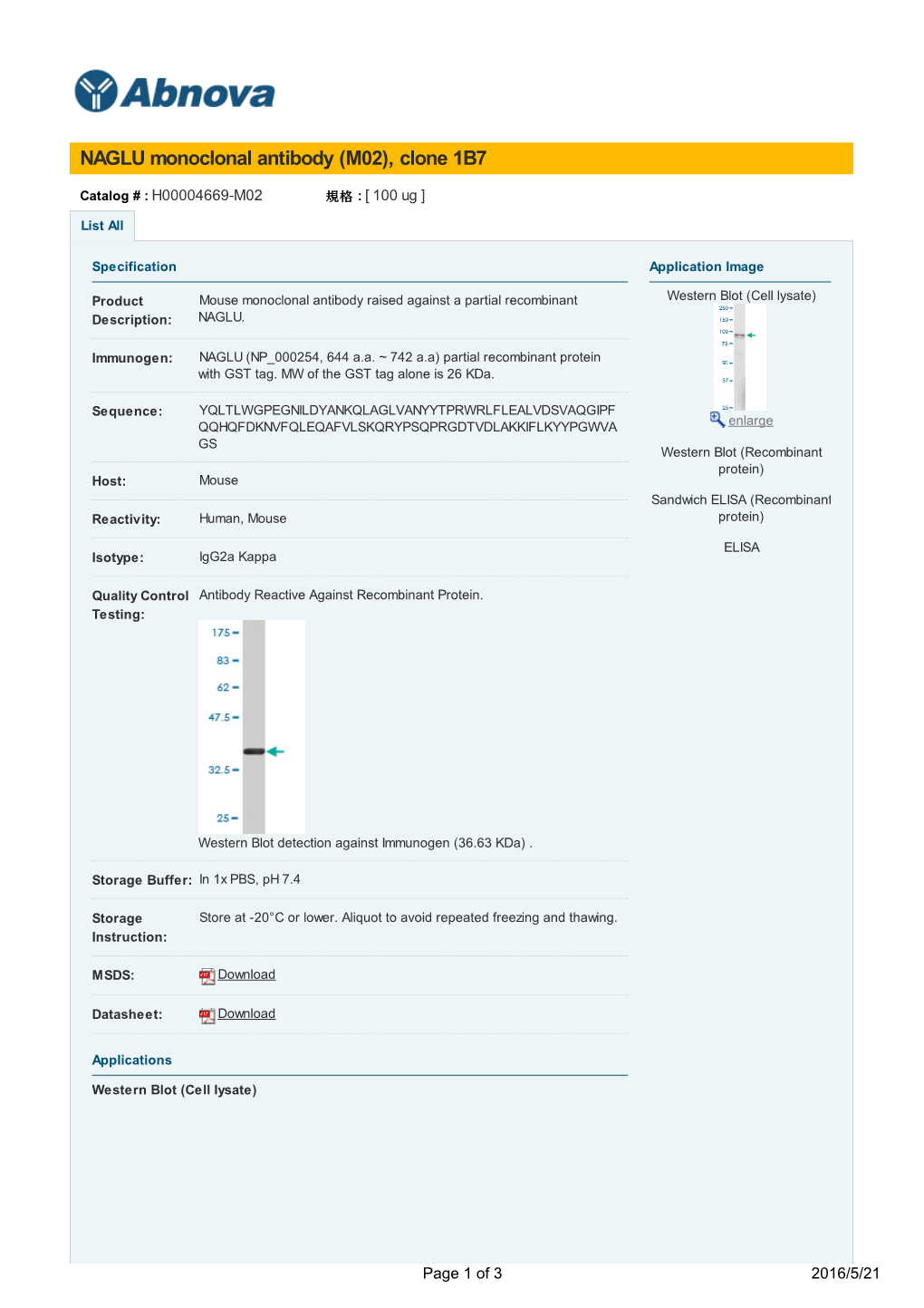 NAGLU Monoclonal Antibody (M02), Clone 1B7